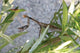 Brown camouflaged praying mantis poster print by Jason Pierce.