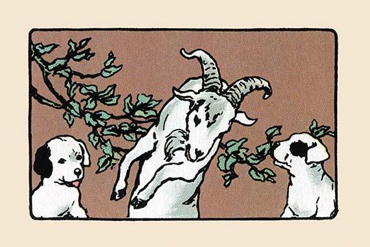 Two fox terriers meeting a Billy goat illustration by Julia Dyar Hardy.