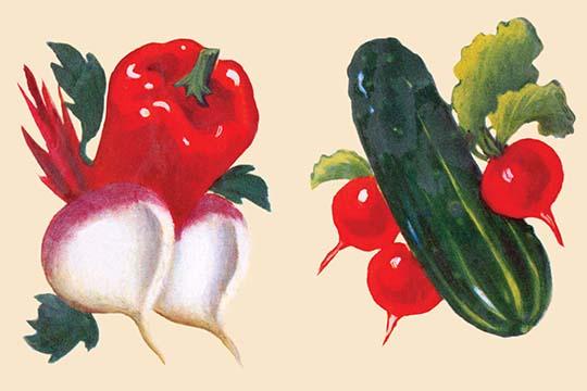 Vintage decal print featuring turnips, radish, cucumber, and red pepper.