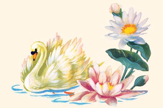 Vintage Swan and Floral Decal Art Print featuring a graceful swan and colorful flowers.