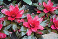 Vibrant red leaf plant poster print by Jason Pierce, showcasing a colorful arrangement.