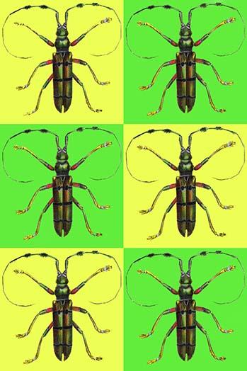 Modern Art Beetle in Checkboard Poster Print by Sara Pierce