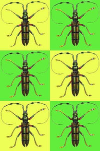 Modern Art Beetle in Checkboard Poster Print by Sara Pierce