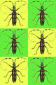 Modern Art Beetle in Checkboard Poster Print by Sara Pierce