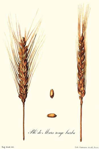 Wheat Illustration Vintage Art Print by Philippe-Victoire Levêque de Vilmorin