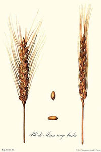 Wheat Illustration Vintage Art Print by Philippe-Victoire Levêque de Vilmorin