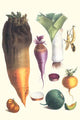 French Seed Catalog Illustration Poster Print by Philippe-Victoire Levêque de Vilmorin