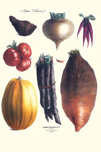 Vegetable illustrations poster print featuring tomatoes, radishes, pumpkins, carrots, and yams by Philippe-Victoire Levêque de Vilmorin.