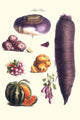 Vegetable illustrations poster print featuring melon, potato, carrot, and more by Philippe-Victoire Levêque de Vilmorin.