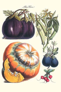 Vegetable Illustrations Poster Print featuring eggplant, radish, pumpkin, gourd, pepper, and okra.