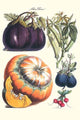 Vegetable Illustrations Poster Print featuring eggplant, radish, pumpkin, gourd, pepper, and okra.
