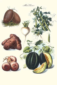 Vegetable Illustrations Poster Print featuring potatoes, melons, radishes, peas, and onions by Philippe-Victoire Levêque de Vilmorin