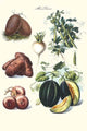 Vegetable Illustrations Poster Print featuring potatoes, melons, radishes, peas, and onions by Philippe-Victoire Levêque de Vilmorin