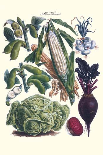Vegetables poster print featuring corn, cabbage, beet, onion, and beans by Philippe-Victoire Levêque de Vilmorin.
