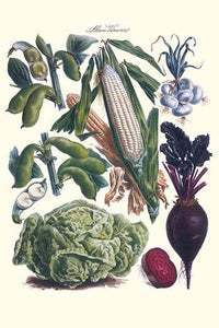Vegetables poster print featuring corn, cabbage, beet, onion, and beans by Philippe-Victoire Levêque de Vilmorin.