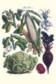 Vegetables poster print featuring corn, cabbage, beet, onion, and beans by Philippe-Victoire Levêque de Vilmorin.