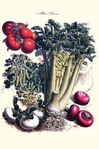 Illustration of vegetables including turnip, radish, tomato, celery, and peas from a French seed catalog.