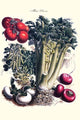 Illustration of vegetables including turnip, radish, tomato, celery, and peas from a French seed catalog.