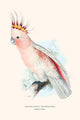 Leadbeater's Cockatoo vintage art print by Edward Lear