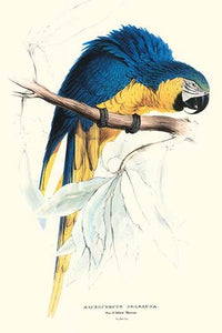Hyacinthine Macaw vintage art print by Edward Lear