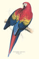 Red & Yellow Macaw Vintage Art Print by Edward Lear