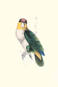 Bay Headed Parrot vintage art print by Edward Lear, colorful and detailed.