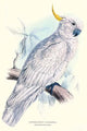 Greater Sulpher-Crested Cuckatoo Poster Print by Edward Lear, vibrant bird art