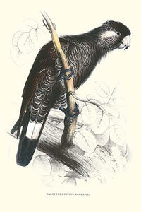 Baudine's Cockatoo vintage art print by Edward Lear, vibrant colors, high-quality reproduction.