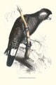 Baudine's Cockatoo vintage art print by Edward Lear, vibrant colors, high-quality reproduction.