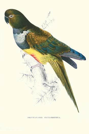 Patagonian Parakeet Macaw Art Print by Edward Lear