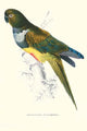 Patagonian Parakeet Macaw Art Print by Edward Lear