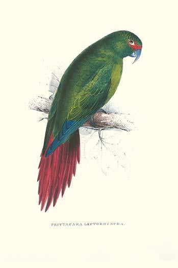 Long Billed Parakeet Macaw Poster Print by Edward Lear