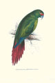 Long Billed Parakeet Macaw Poster Print by Edward Lear