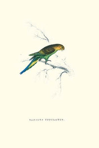 Undulated Parakeet vintage art print by Edward Lear on high-quality paper.