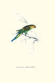 Undulated Parakeet vintage art print by Edward Lear on high-quality paper.