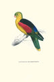 Vintage art print of the Crimson Winged Parakeet by Edward Lear