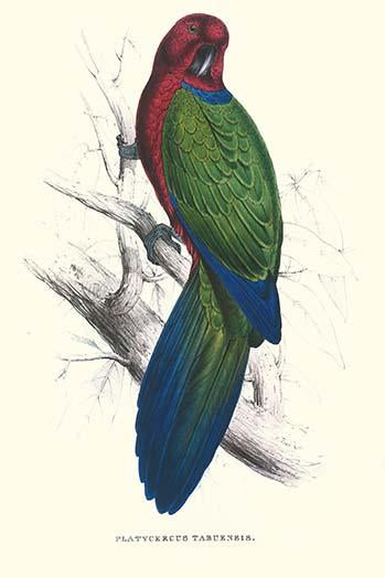 Tabuan Parakeet vintage art print by Edward Lear, showcasing vibrant colors and intricate details.