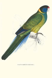 Bauer's Parakeet vintage art print by Edward Lear