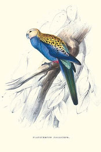 Pale-Headed Parakeet Vintage Art Print by Edward Lear