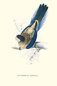 Brown's Parakeet Vintage Art Print by Edward Lear
