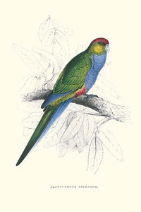 Red Capped Parakeet Vintage Art Print by Edward Lear