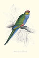 Red Capped Parakeet Vintage Art Print by Edward Lear