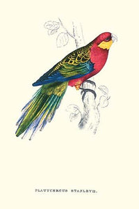 Stanley Parakeet vintage art reproduction poster print by Edward Lear