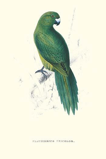 Uniform Parakeet Poster Print by Edward Lear, vintage art reproduction.