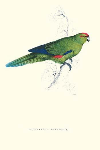 Pacific Parakeet vintage art print by Edward Lear, showcasing vibrant colors and intricate details.