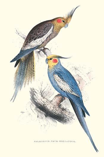 New Holland Parakeets vintage art print by Edward Lear showcasing colorful birds.