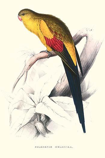 Black Tailed Parakeet vintage art print by Edward Lear
