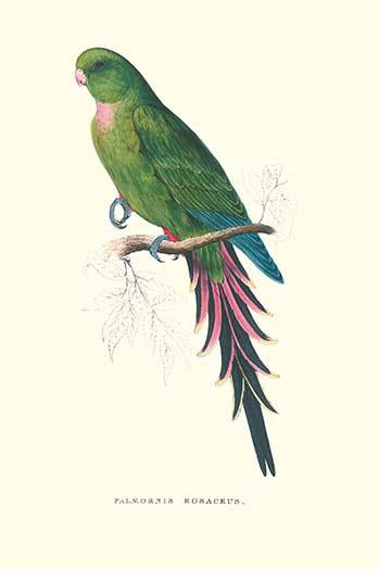 Roseate Parakeet Vintage Art Print by Edward Lear on premium paper.