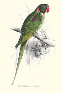 Footed Parakeet Poster Print by Edward Lear showcasing the vibrant bird artwork.
