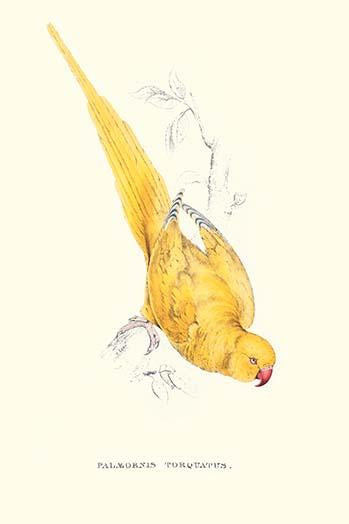 Rose Ringed Parrot (Yellow) Poster Print by Edward Lear